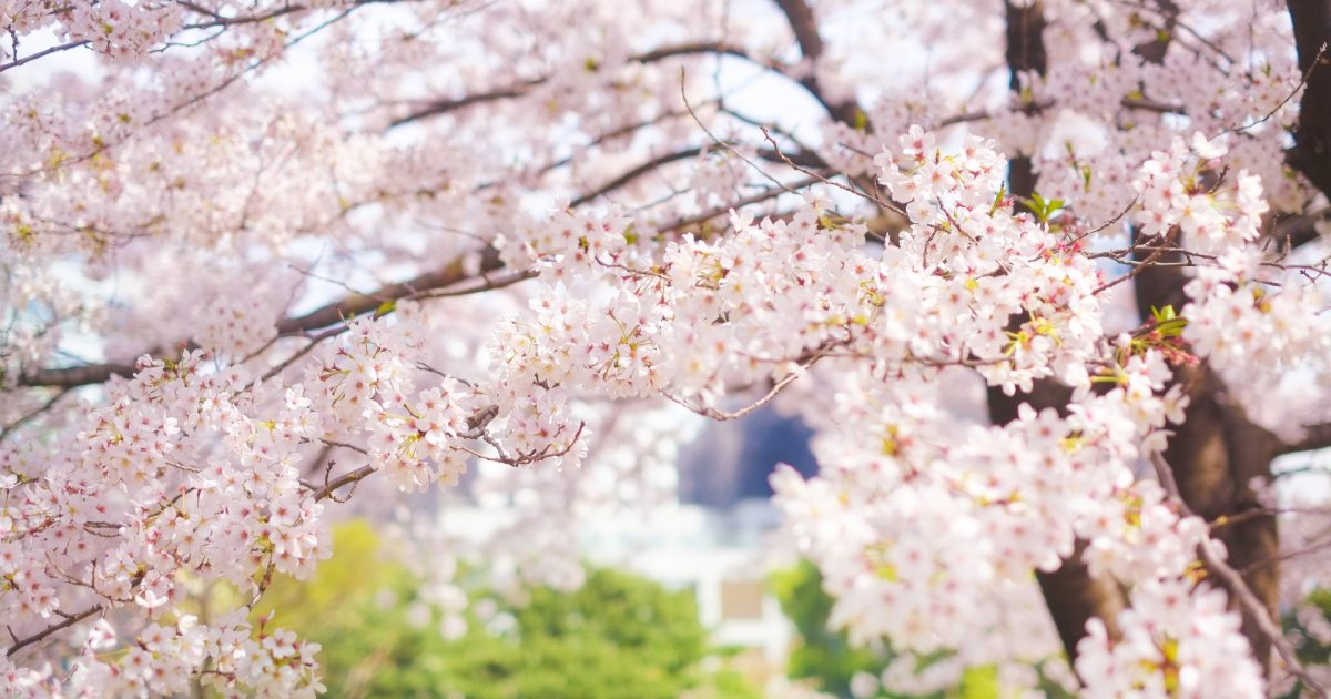 4 6より 桜まつり開催 公式 篠山城下町ホテル Nipponia 丹波篠山の美食を堪能するホテル